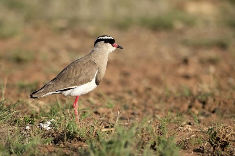 Crowned Lapwing (Vanellus coronatus) adult, vigilant, foraging, Mountain Zebra National Park, South