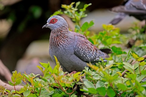 Guinea Pigeon (Columba guinea), Streak-necked Pigeon, adult, on tree, Cape Town, South Africa