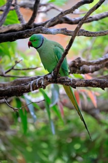 Collared Conure (Psittacula krameri), Alexander's Conure, adult male, on tree, Western Cape, South