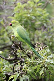 Collared Conure (Psittacula krameri), Alexander's Conure, adult, male, on tree, feeding, with food,
