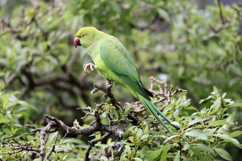 Collared Conure (Psittacula krameri), Alexander's Conure, adult, male, on tree, feeding, with food,