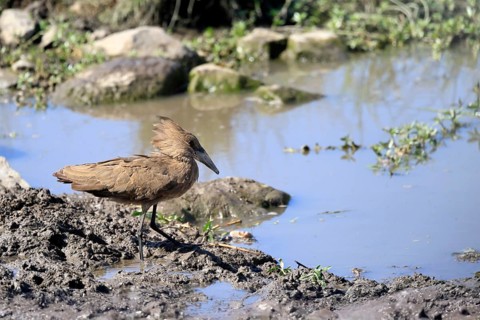 Hammerhead (Scopus umbretta), shadow bird, adult, on the bank, on the water, foraging, Kruger,