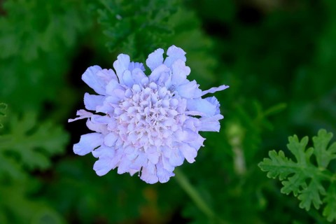 Scabiosa lucida, flower, in bloom, Kirstenbosch Botanical Gardens, Cape Town, South Africa