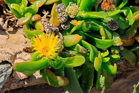 Tongue-leaf plant, succulent species, flower, flowering, yellow, Karoo Botanic Gardens, Worcester,