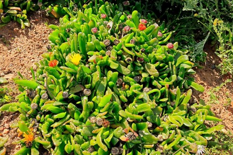 Glottiphyllum carnosum, succulent species, flowering, Karoo Botanic Gardens, Worcester, Western