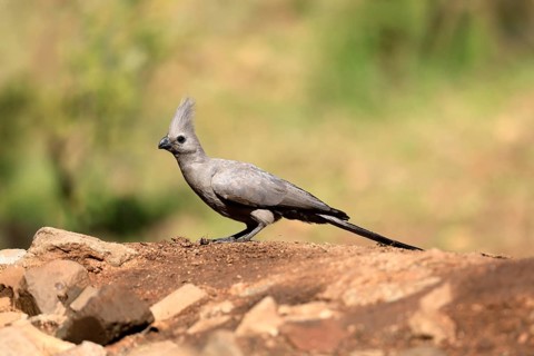 Grey Go-away-bird (Crinifer concolor), Grey Go-away-bird, adult, on ground, foraging, alert,