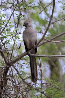 Grey Go-away-bird (Crinifer concolor), Grey Go-away-bird, adult, on tree, alert, Kruger, Kruger