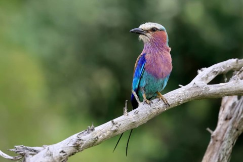 Forked Roller (Coracias caudata), adult, on guard, Kruger, Kruger National Park, South Africa