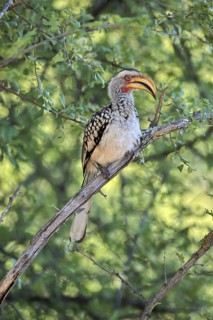 Southern Yellow-billed Hornbill (Tockus leucomelas), Red-ringed Hornbill, adult, on tree, alert,