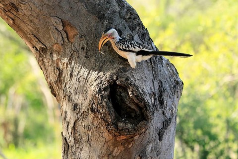 Southern Yellow-billed Hornbill (Tockus leucomelas), Red-ringed Hornbill, adult, male, at breeding