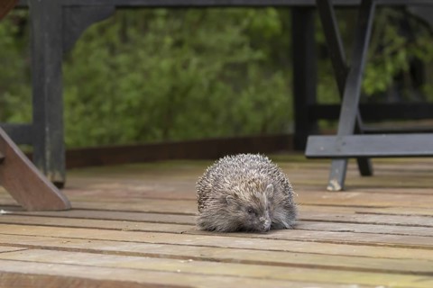 European hedgehog (Erinaceus europaeus) adult animal on wooden decking in an urban garden, England,