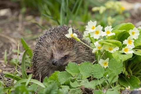 European hedgehog (Erinaceus europaeus) adult animal next to wild primrose flowers in the spring,