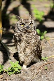 Spotted Eagle Owl (Bubo africanus), adult, on the ground, alert, Cape Town, Western Cape, South