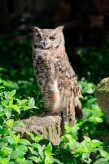 Spotted Eagle Owl (Bubo africanus), adult, on tree trunk, alert, Cape Town, Western Cape, South