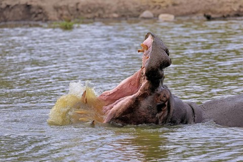 Hippopotamus (Hippopatamus amphibius), adult, in water, yawning, threatening, portrait, Kruger,