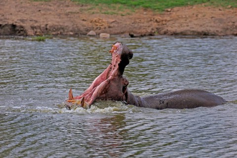 Hippopotamus (Hippopatamus amphibius), adult, in water, yawning, threatening, Kruger, Kruger