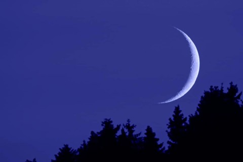 Crescent moon... Moon, new moon in the dark night sky above the tops of the fir trees, narrow,
