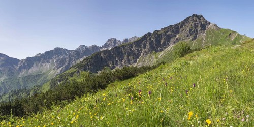 Panorama over a mountain flower meadow in front of the Kanzelwand, 2058m, border mountain in the