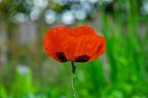 Garden poppy (Papaver), MÃ¼nsterland, North Rhine-Westphalia, Germany