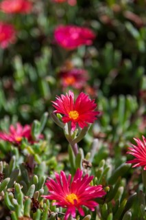 Close-up of several pink flowers with yellow centre in a green environment, midday flowers,