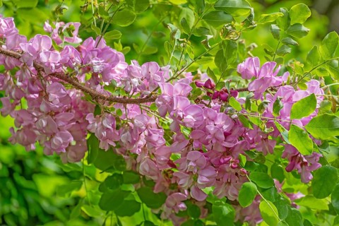Robinia hispida (Robinia hispida), flowering, MÃ¼nsterland, North Rhine-Westphalia, Germany