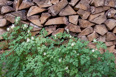 Yellowish-white corydalis (Corydalis ochroleuca), variety Pseudofumaria alba, in front of a pile of