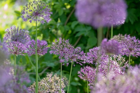 Allium blossom in the district educational garden, Burgsteinfurt, MÃ¼nsterland, North