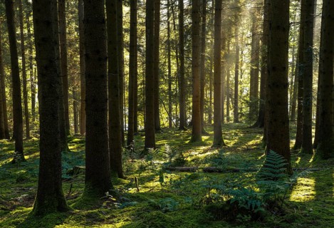 Spruce forest around Lake Blaibach, morning atmosphere. Blaibach, district of Cham, Upper