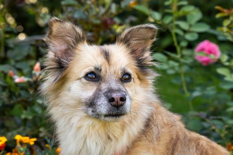 Light brown mixed-breed dog, medium-length coat, portrait, in the garden. Older dog, white muzzle.