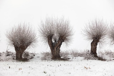 Gnarled Struwelpeter... old pollarded trees (Lower Rhine) in winter, Meerbusch, Ilvericher