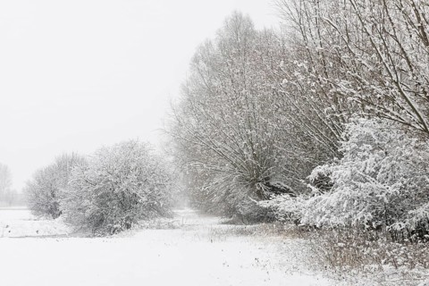Onset of winter... Meerbusch (Rhineland) near DÃ¼sseldorf, snow-covered bushes and trees after a