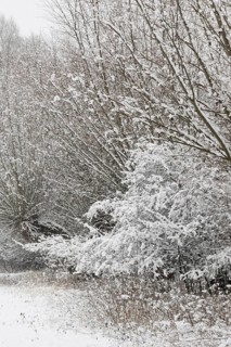Onset of winter... Meerbusch (Rhineland) near DÃ¼sseldorf, snow-covered bushes and trees after a