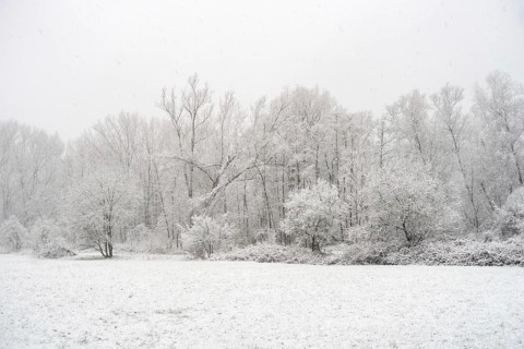 Winter walk in snowfall... Meerbusch (Rhineland), edge of the forest at StrÃ¼mper bush, a relict