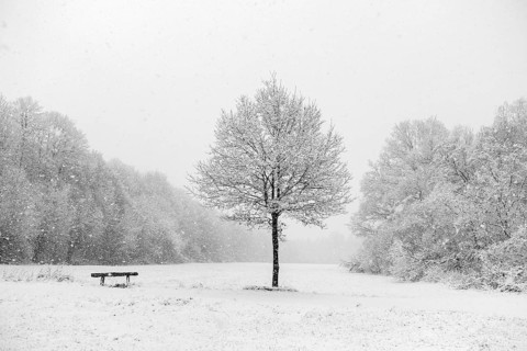 Bench next to a tree, idyll at the onset of winter on the outskirts of Meerbusch, near Lank-Latum,
