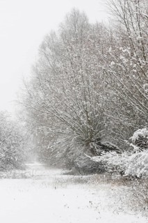 Onset of winter... Meerbusch (Rhineland) near DÃ¼sseldorf, snow-covered bushes and trees after a