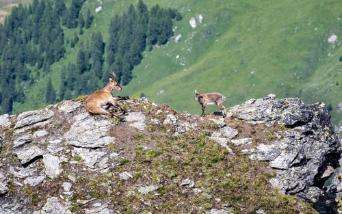 Alpine ibex (Capra ibex) mother and young at the summit of Mont Blana, Hérménence, Valais Alps,
