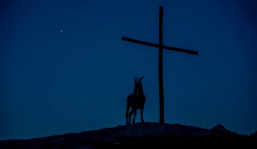 Alpine ibex (Capra ibex) silhouette at night next to a summit cross in front of a starry sky,