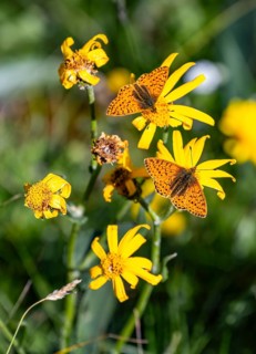 Pearl-bordered Fritillary, Butterfly (Argynnini), Switzerland