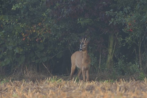 At the edge of a field... Roe deer (Capreolus capreolus), young roebuck, spike cautiously leaves