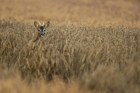 In the wheat field... Roe deer (Capreolus capreolus), young roebuck, spike looks out of a ripe
