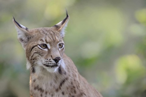 Portrait... Eurasian lynx (Lynx lynx), adult animal with beautiful, elegant markings in the fur and