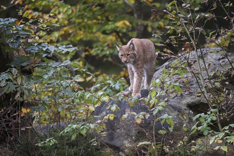 Stealthy hunter... Eurasian lynx (Lynx lynx) standing on a raised rock between autumn-coloured