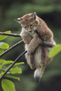 Just hanging out... Eurasian lynx (Lynx lynx), young lynx gymnastics in the branches, has trouble