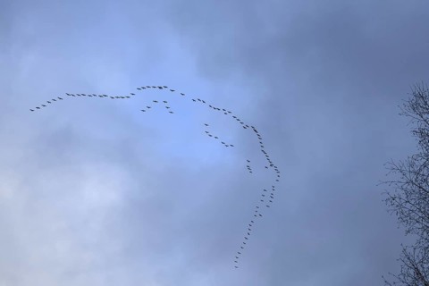 Cranes, grey cranes (Grus grus), crane migration, return of the cranes, cranes flying over, large