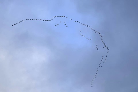 Cranes, grey cranes (Grus grus), crane migration, return of the cranes, cranes flying over, large