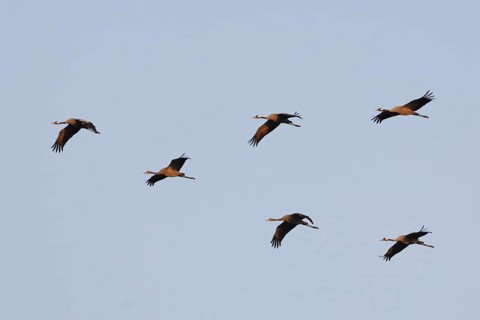 Birds of happiness... Cranes (Grus grus), small flock of cranes in the sky in the evening light,