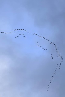 Cranes, grey cranes (Grus grus), crane migration, return of the cranes, cranes flying over, large
