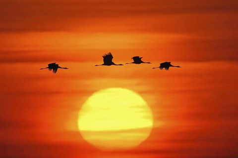 Bird of happiness... Grey crane (Grus grus), silhouettes of flying cranes, birds in front of