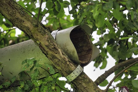 Empty, uninhabited nesting tube of the little owl (Athene noctua) in a tree, Höxter, Weserbergland,