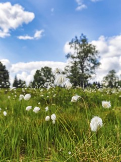 Cotton grass (Eriophorum) in a meadow, Black Forest, Germany